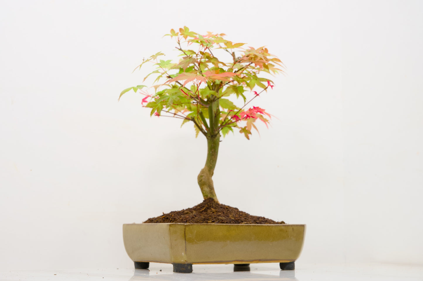 Deshojo Japanese Maple Bonsai+ Care Kit