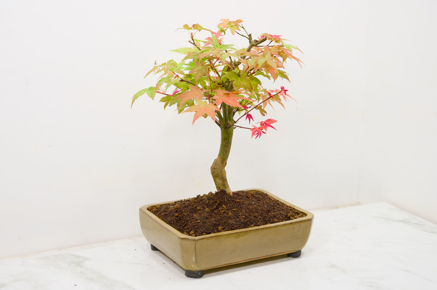 Deshojo Japanese Maple Bonsai+ Care Kit