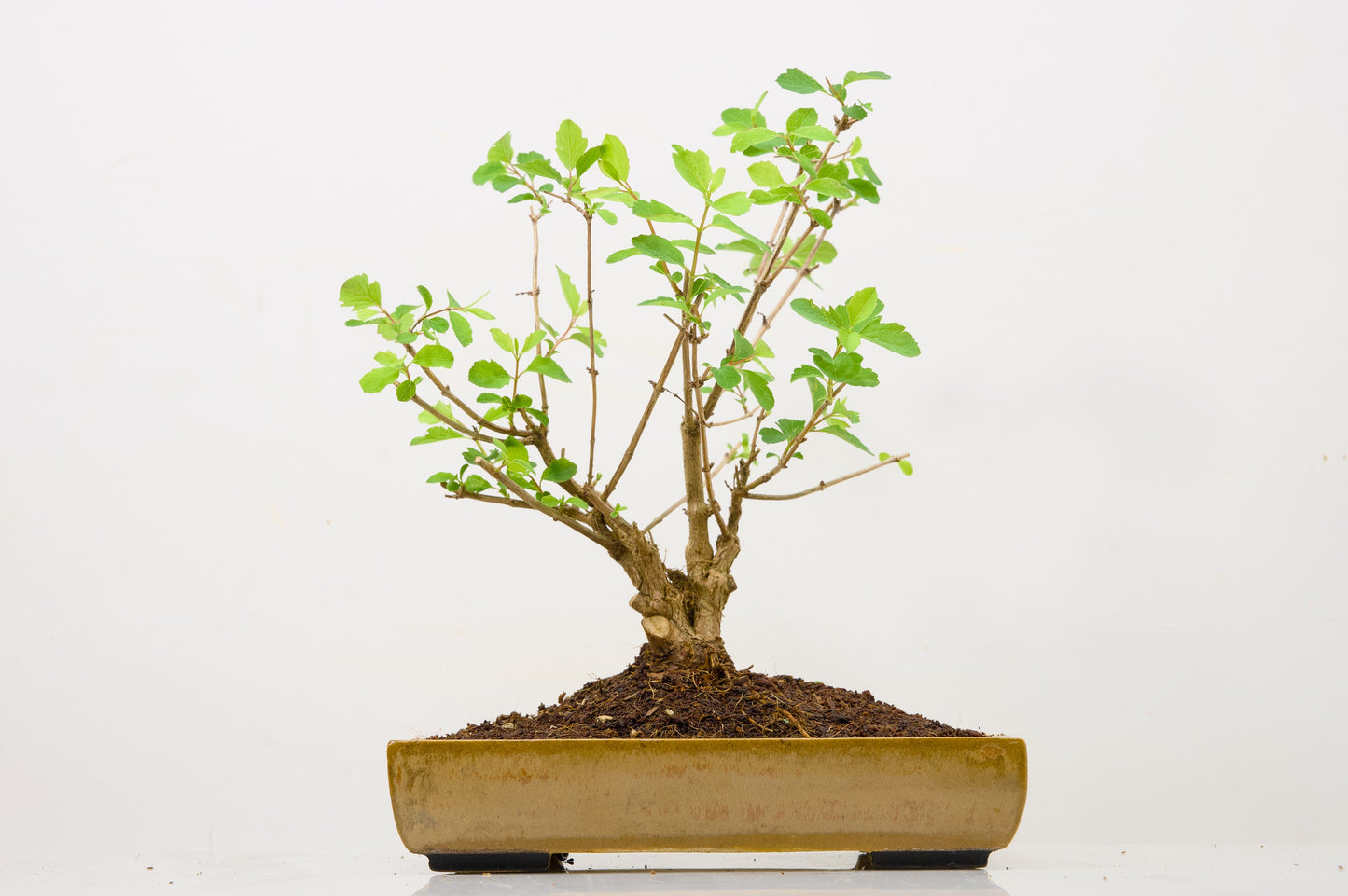 Snow berry - symphoricarpos Bonsai Tree