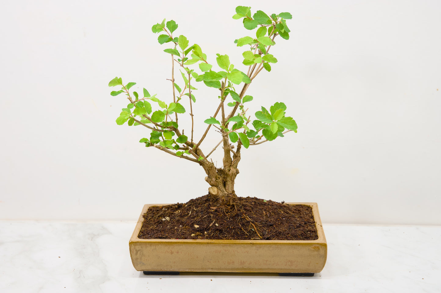 Snow berry - symphoricarpos Bonsai Tree