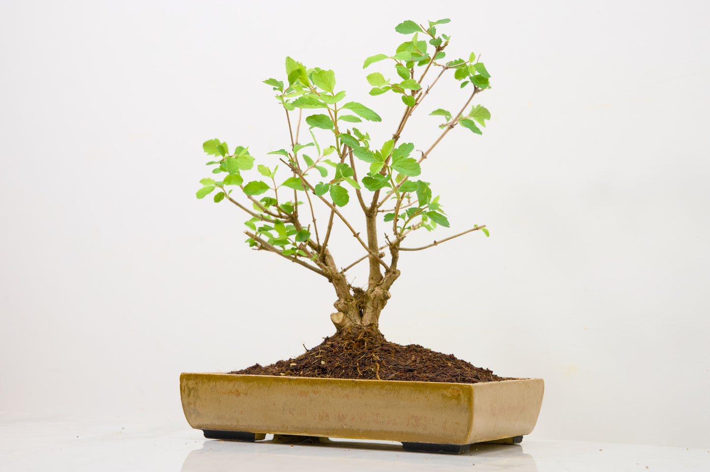 Snow berry - symphoricarpos Bonsai Tree