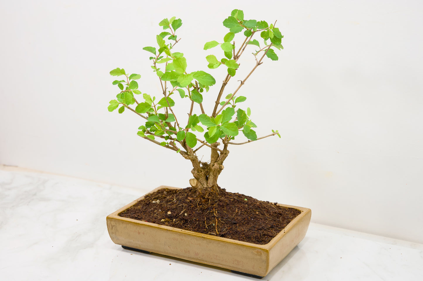 Snow berry - symphoricarpos Bonsai Tree