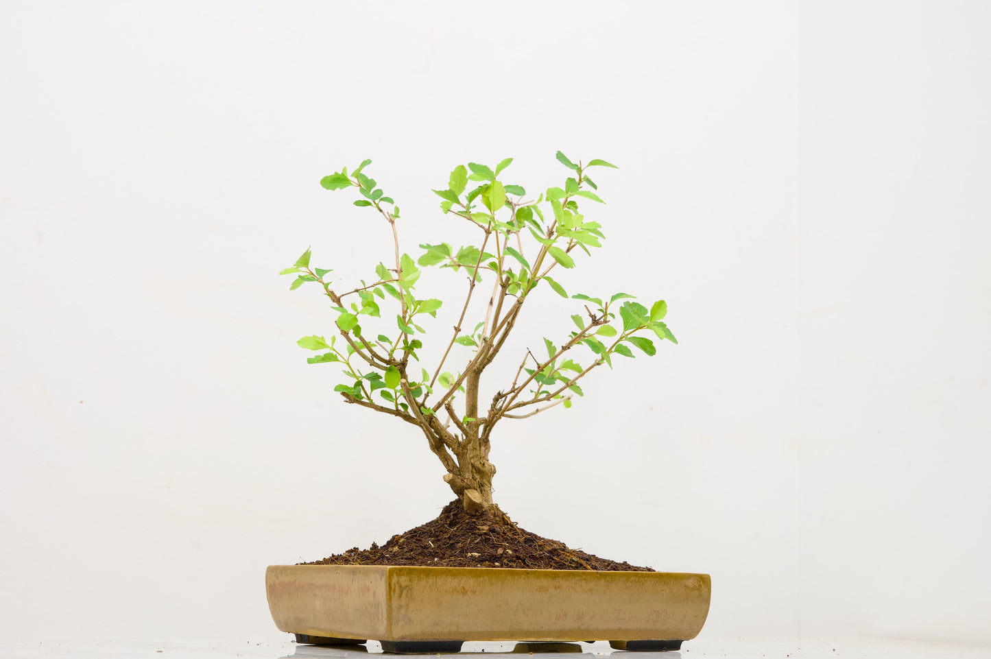 Snow berry - symphoricarpos Bonsai Tree