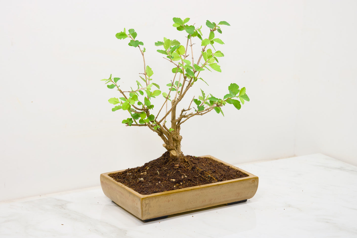 Snow berry - symphoricarpos Bonsai Tree