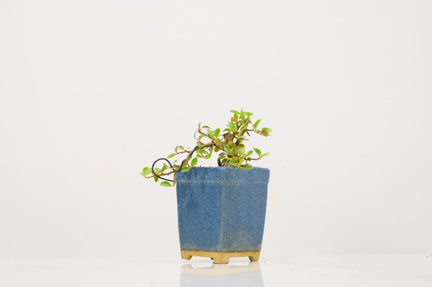 Cotoneaster Bonsai Tree