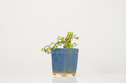 Cotoneaster Bonsai Tree