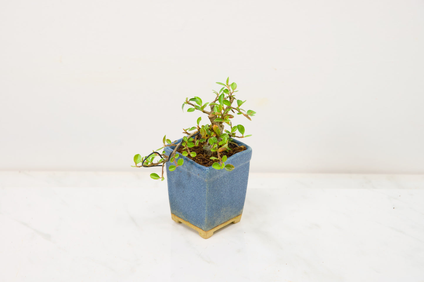 Cotoneaster Bonsai Tree