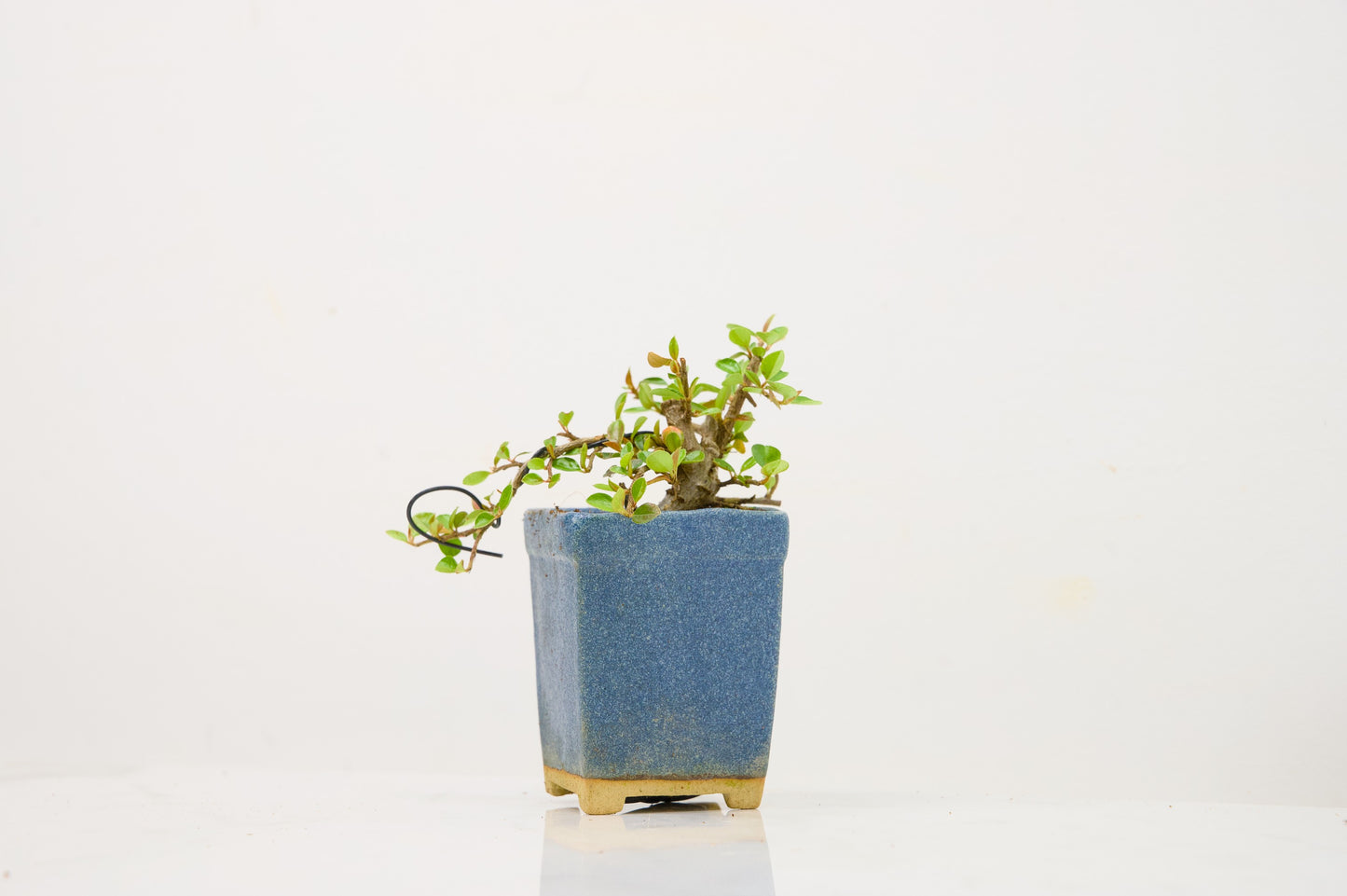 Cotoneaster Bonsai Tree