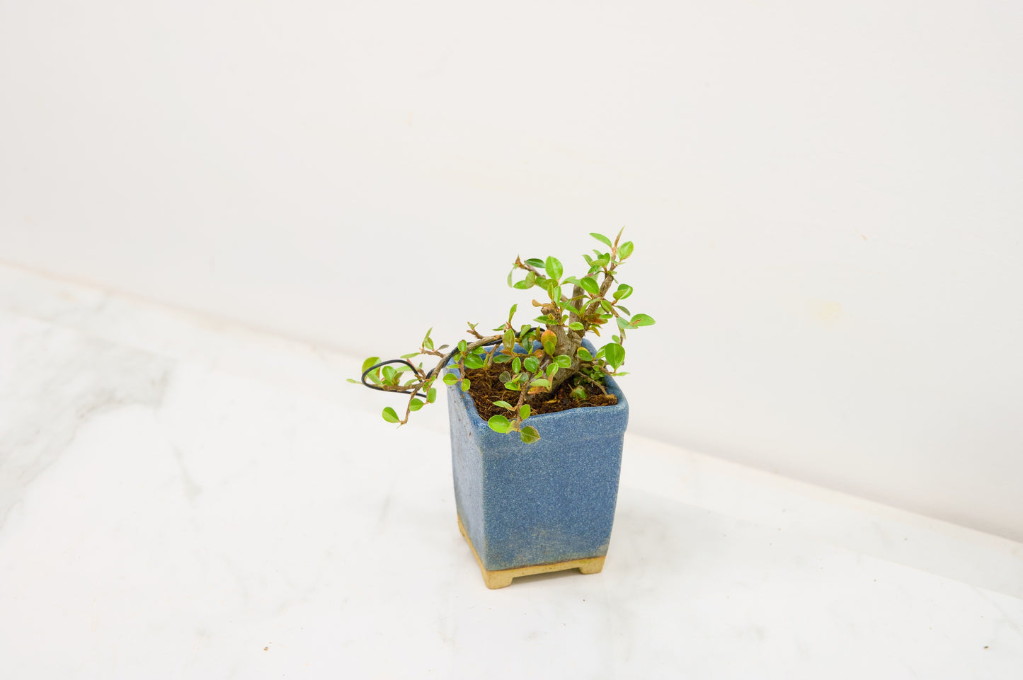 Cotoneaster Bonsai Tree