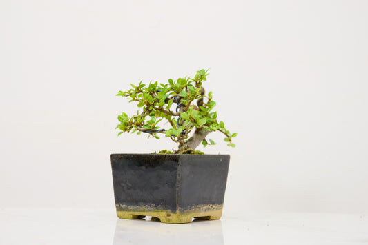 Cotoneaster Bonsai Tree