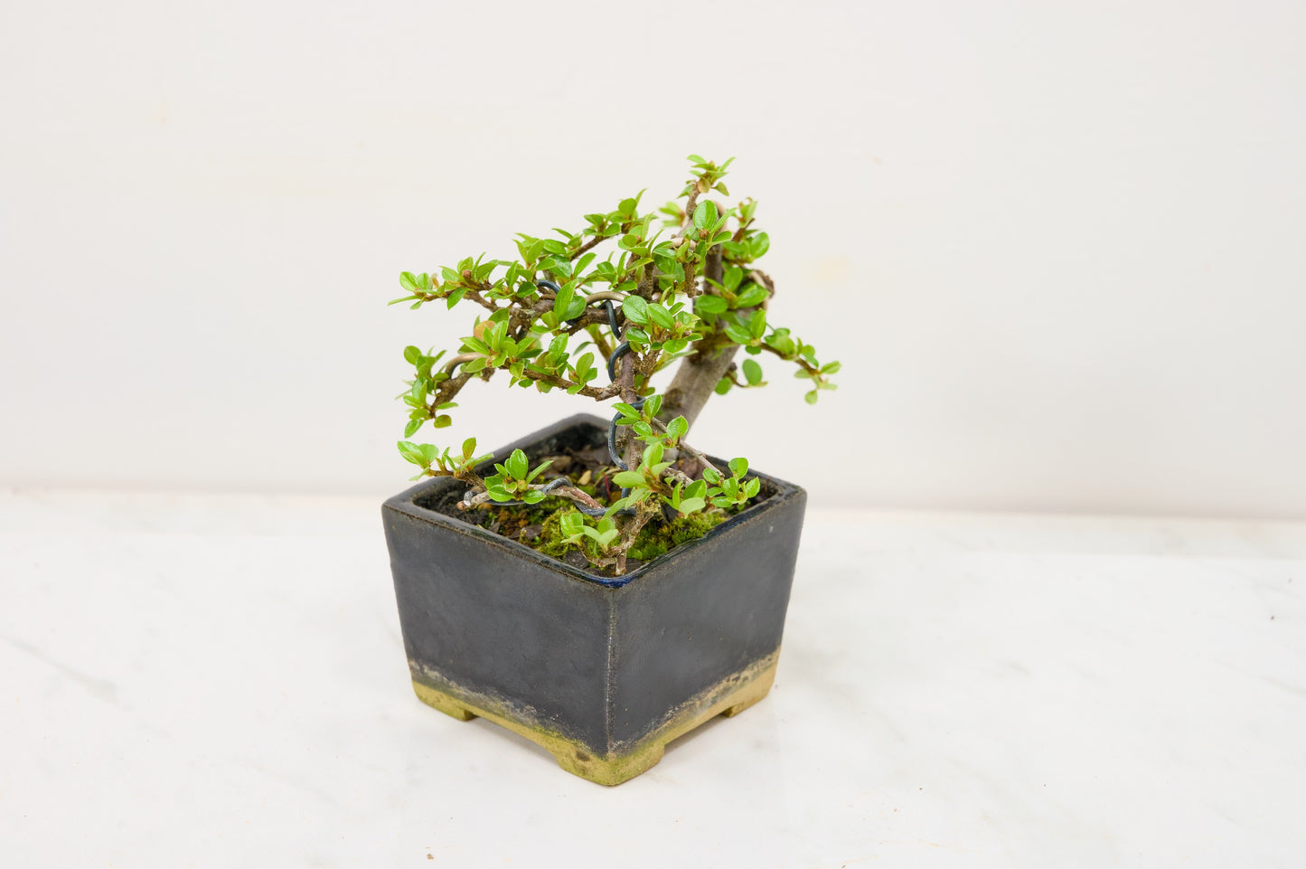 Cotoneaster Bonsai Tree – Zero Bonsai