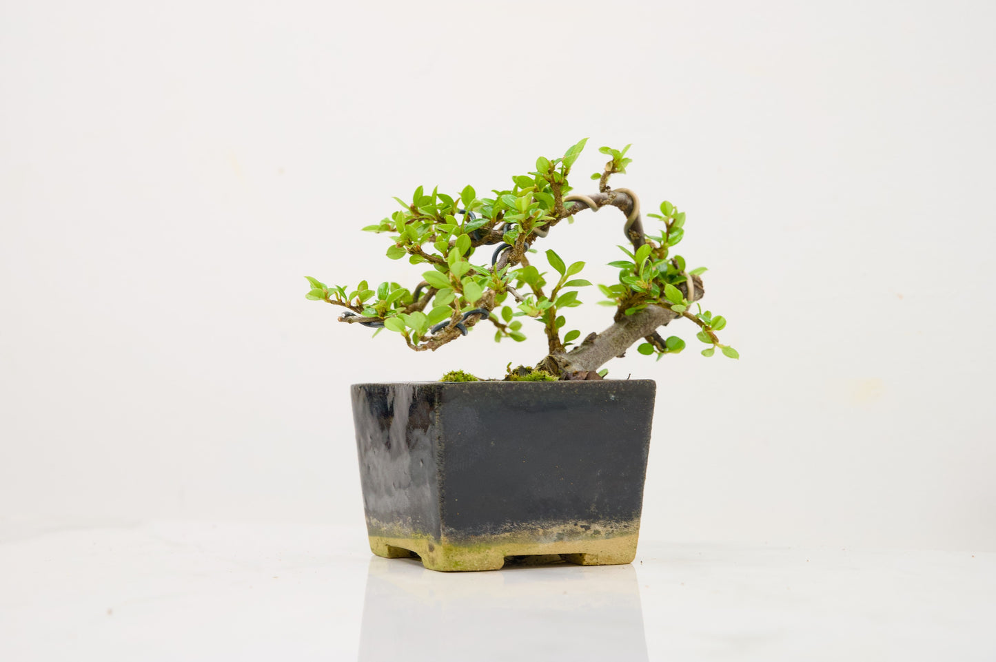 Cotoneaster Bonsai Tree