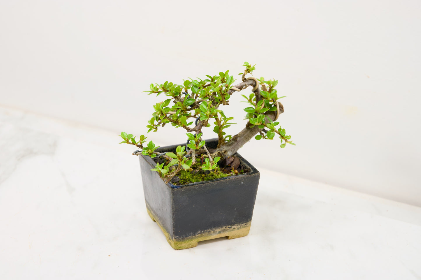 Cotoneaster Bonsai Tree – Zero Bonsai