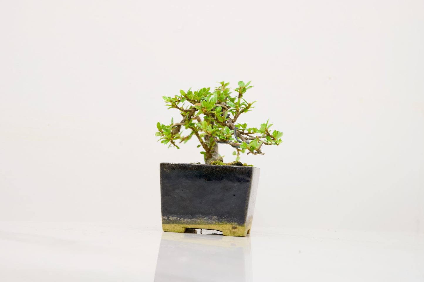 Cotoneaster Bonsai Tree