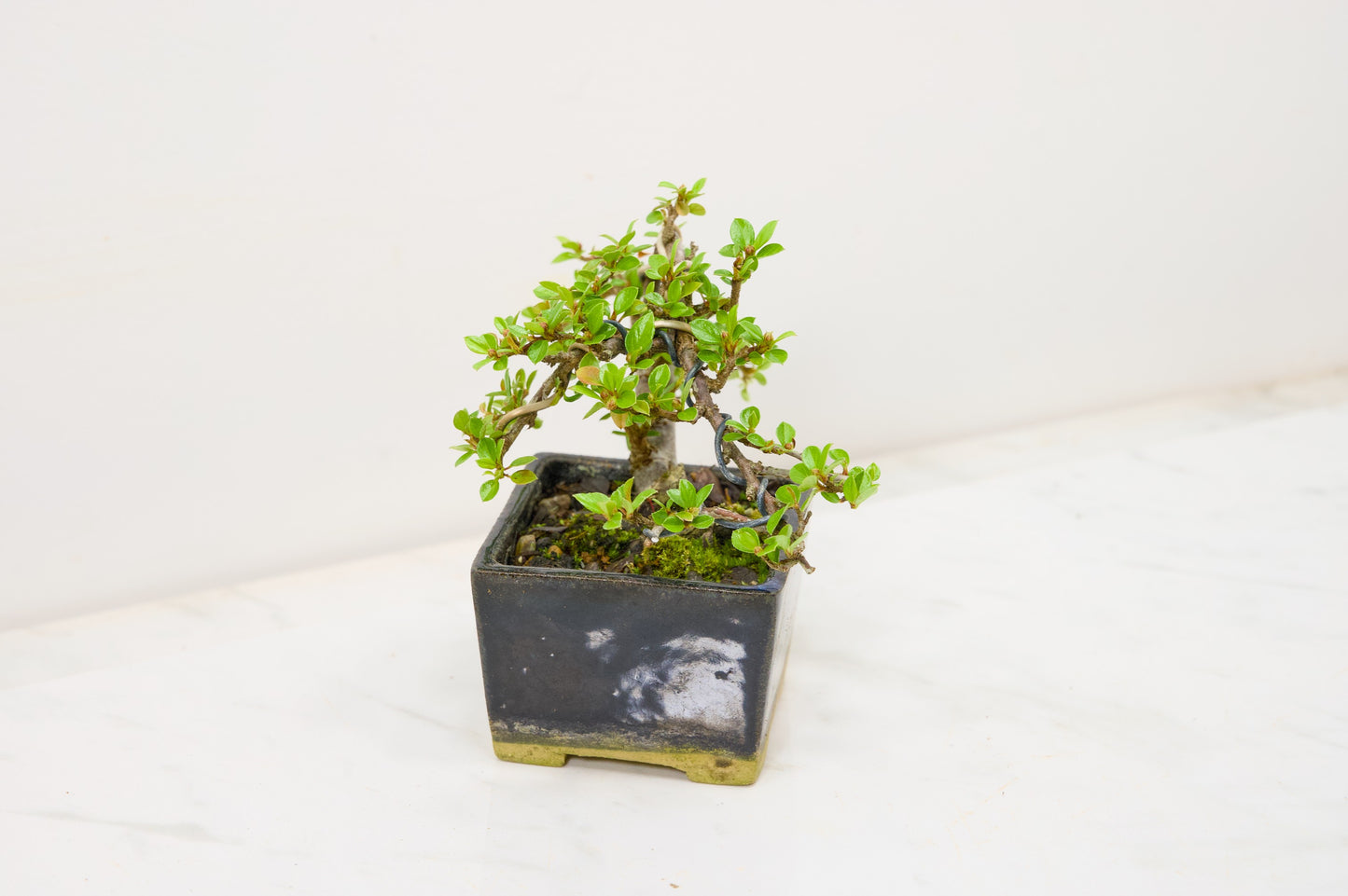 Cotoneaster Bonsai Tree