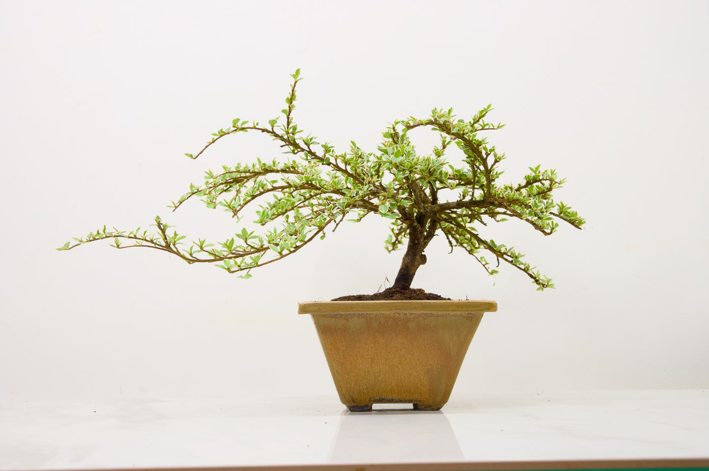 Variegated Cotoneaster Bonsai