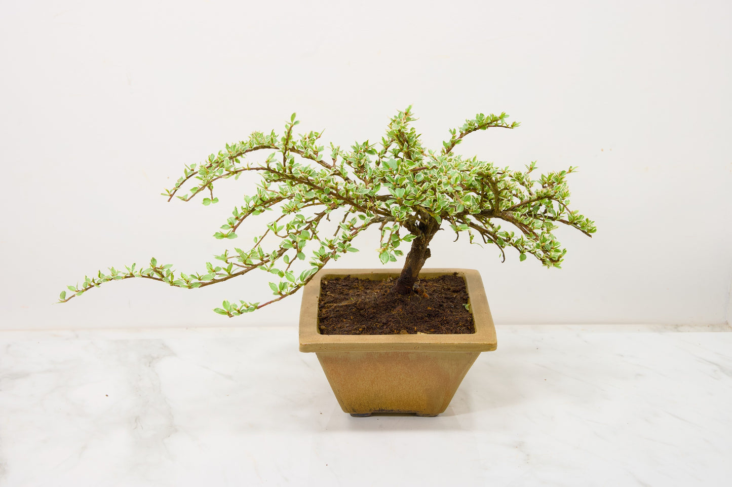 Variegated Cotoneaster Bonsai