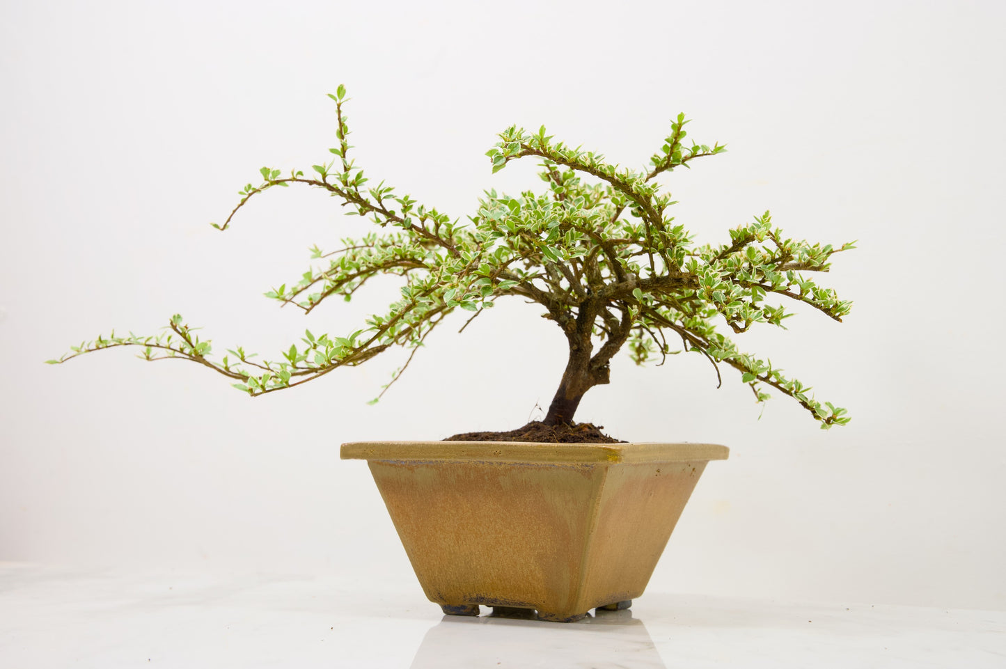 Variegated Cotoneaster Bonsai