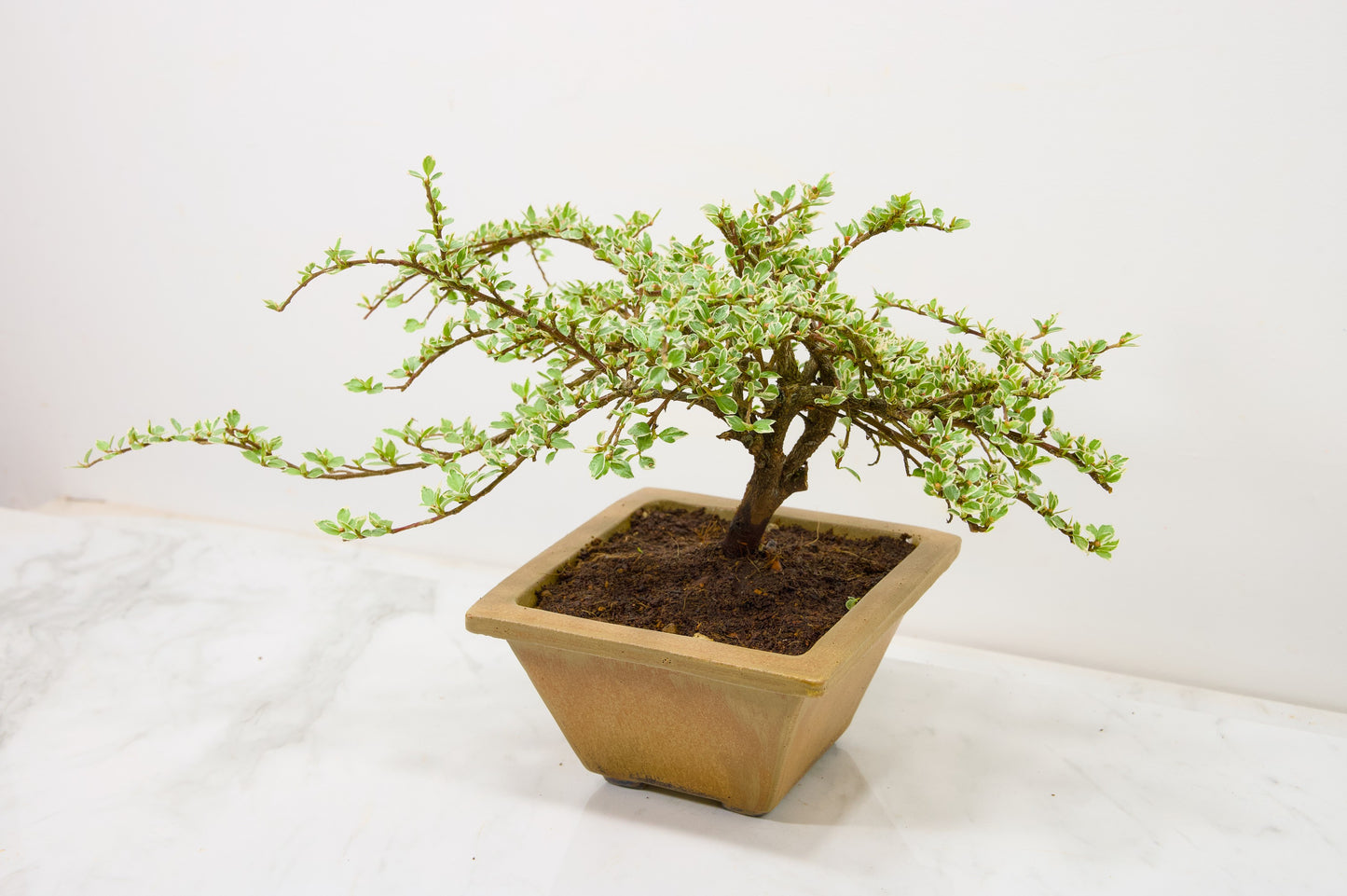 Variegated Cotoneaster Bonsai