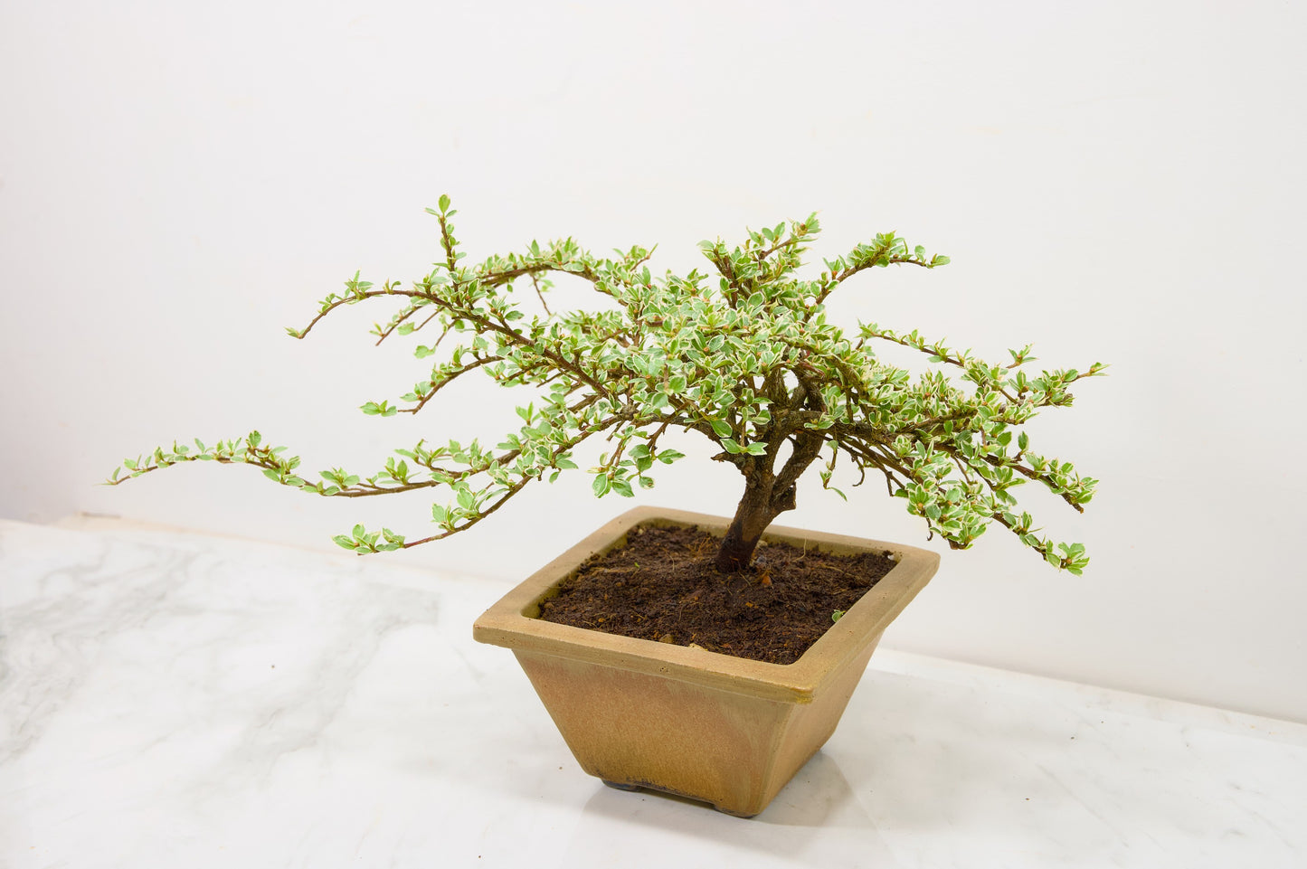 Variegated Cotoneaster Bonsai