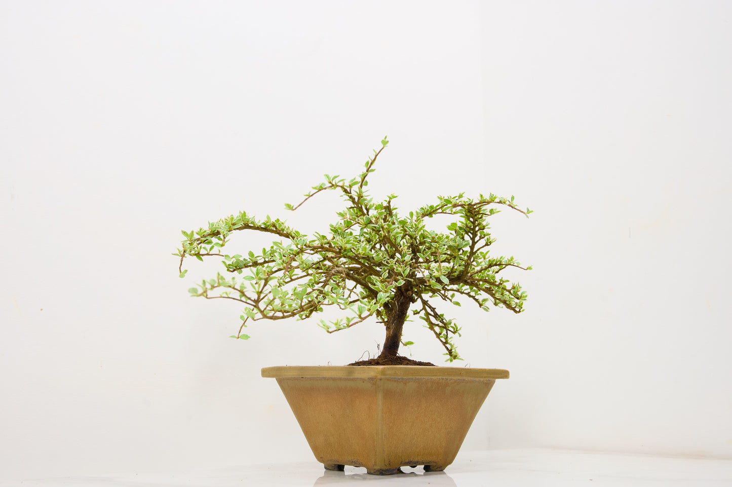 Variegated Cotoneaster Bonsai