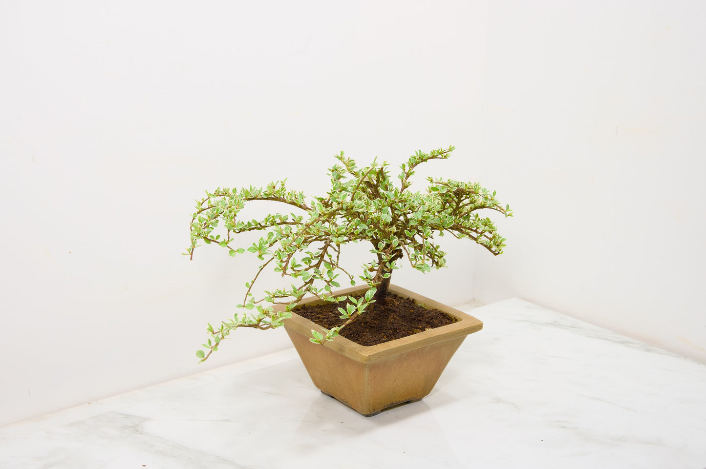 Variegated Cotoneaster Bonsai