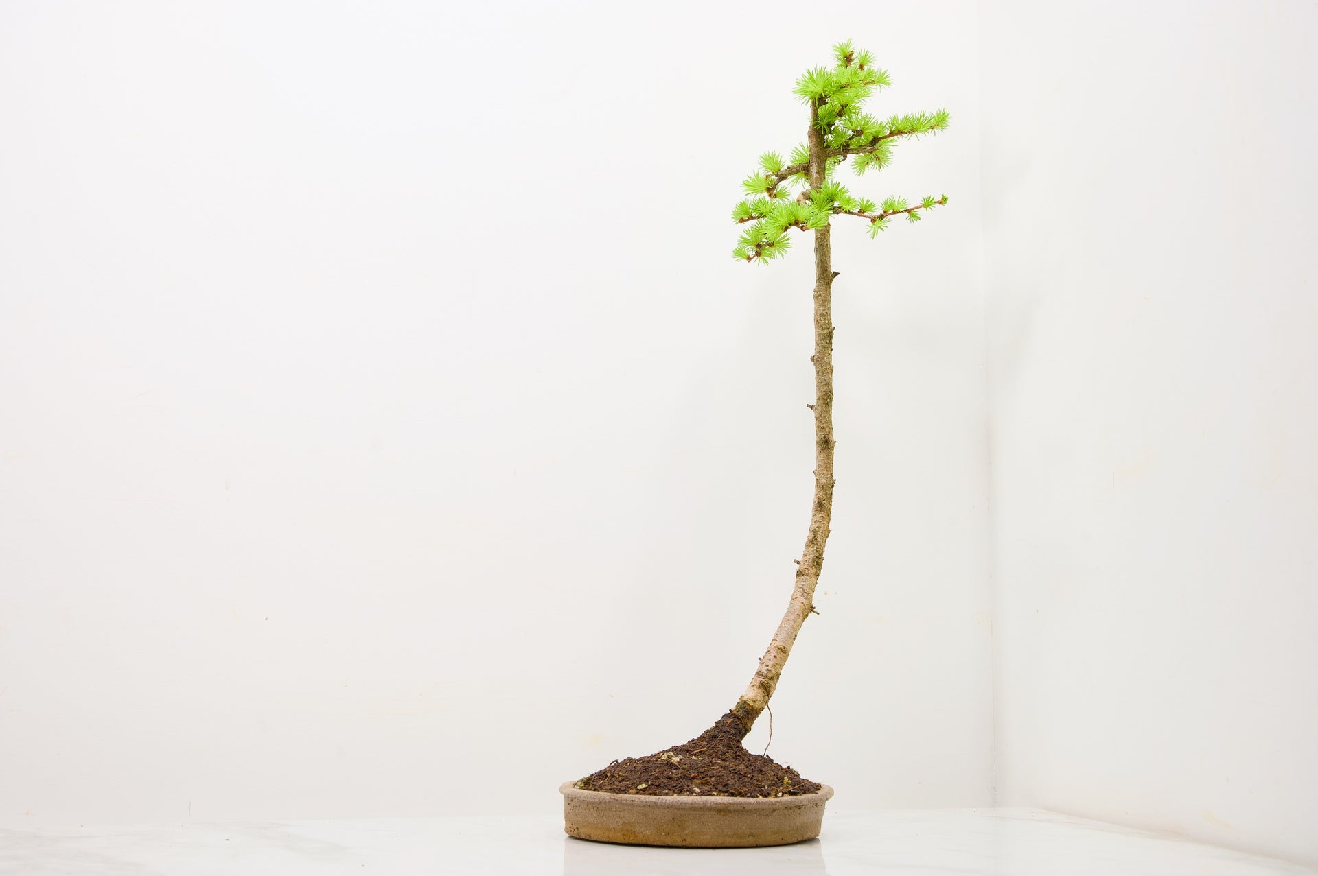 Japanese Larch Bonsai – Zero Bonsai