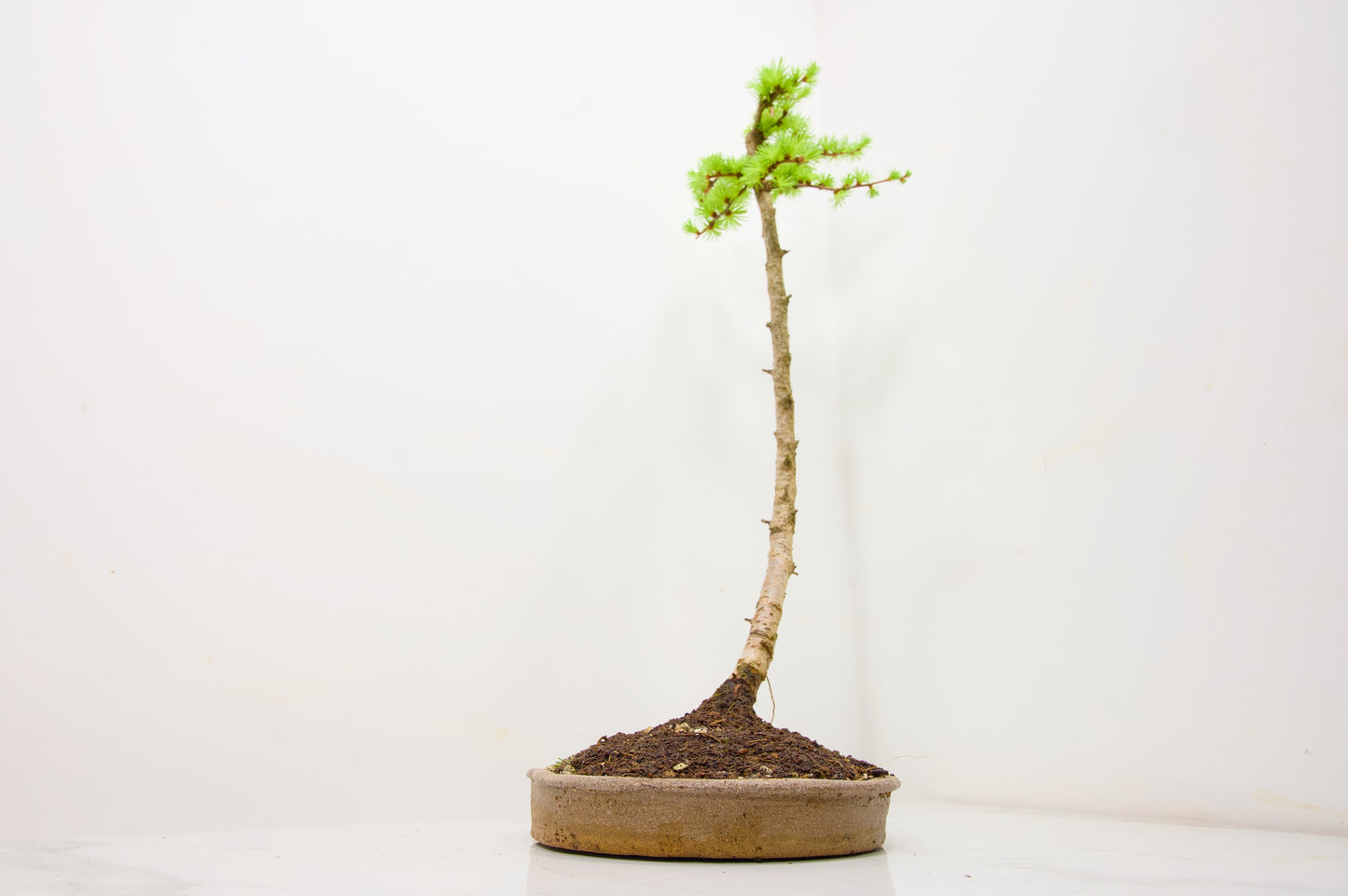 Japanese Larch Bonsai
