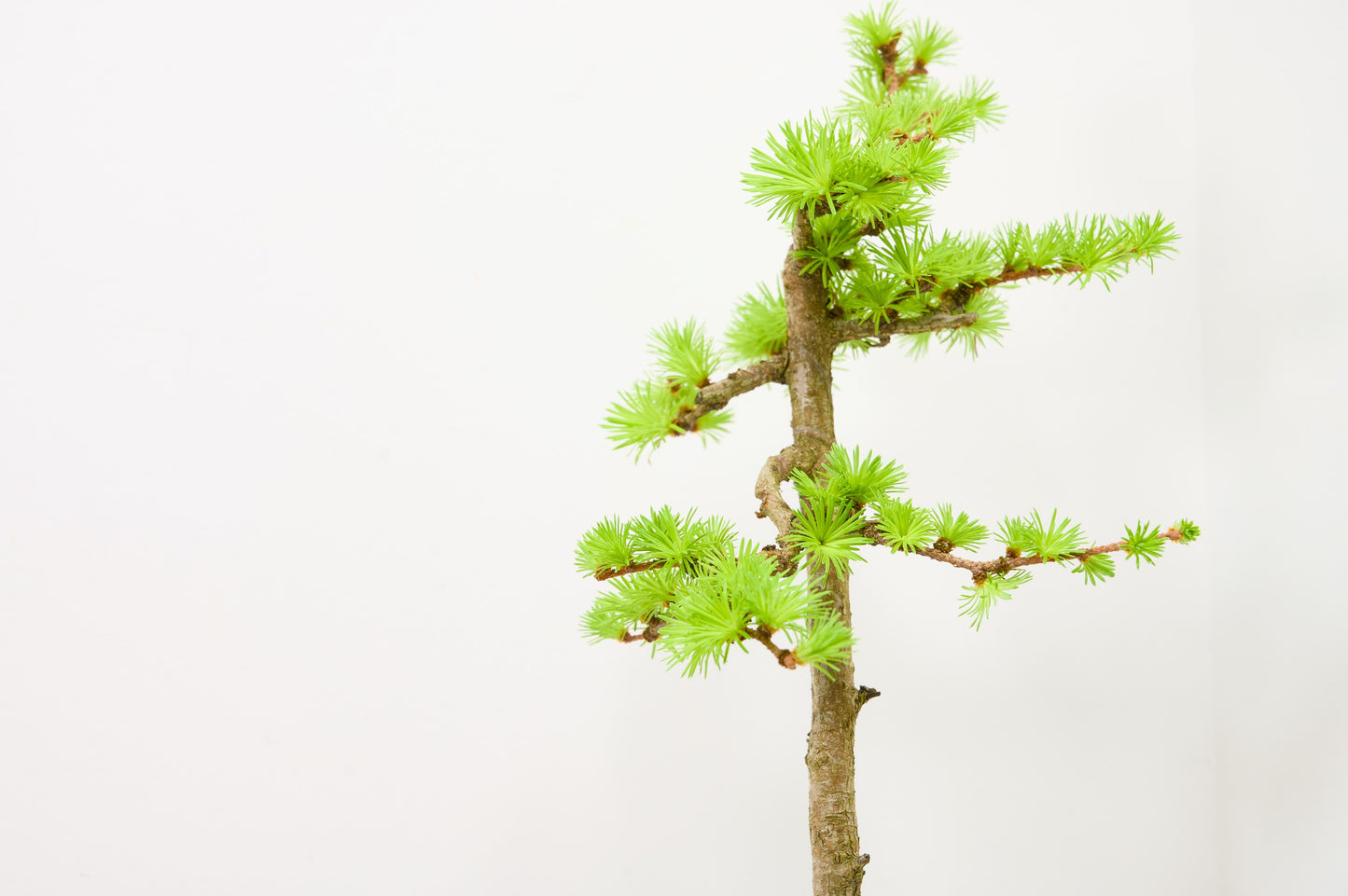 Japanese Larch Bonsai