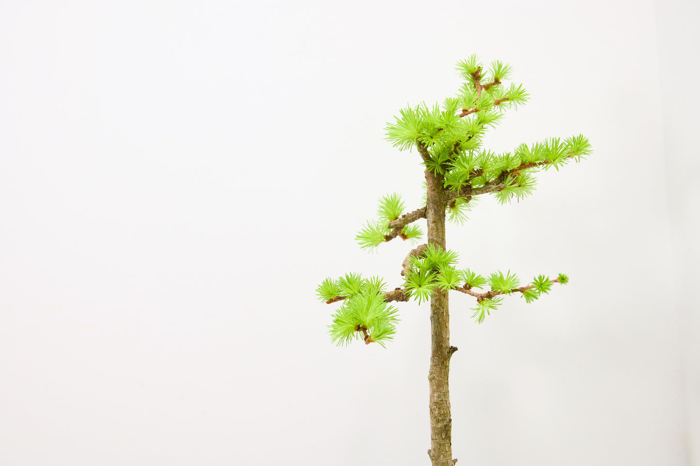 Japanese Larch Bonsai – Zero Bonsai