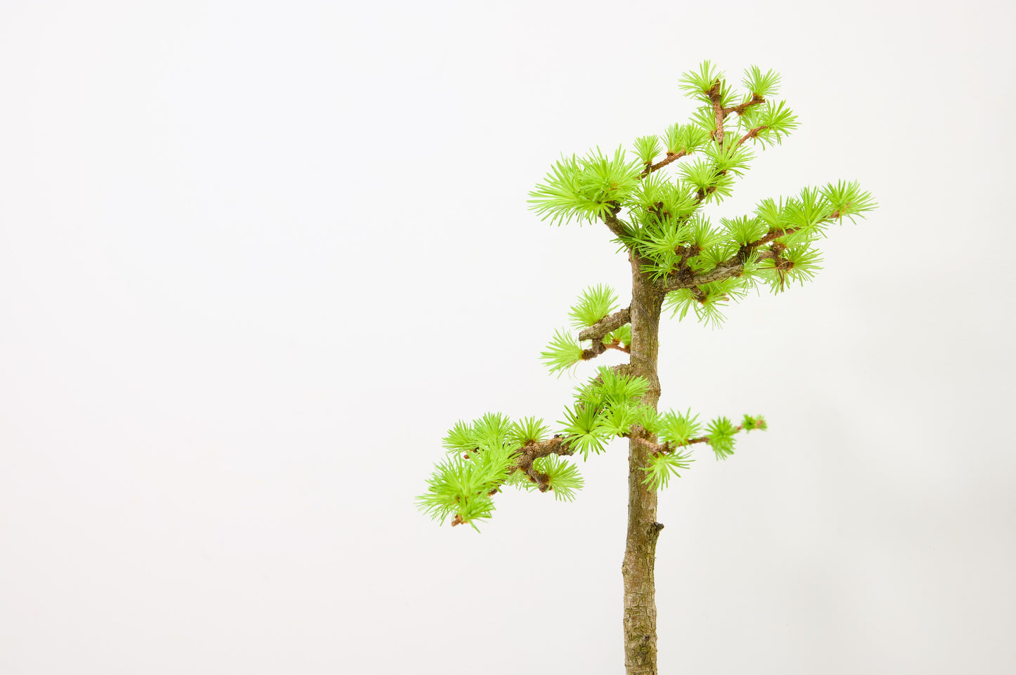 Japanese Larch Bonsai