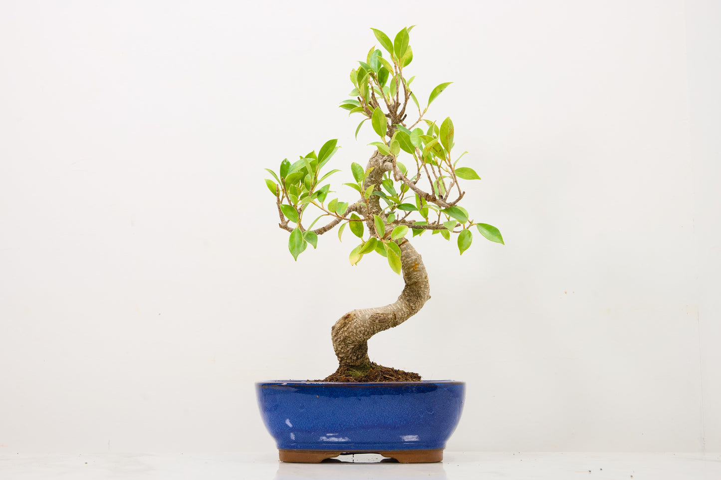 Banyan Fig Bonsai  S Trunk - 18cm Blue Ceramic Pot + Care Kit