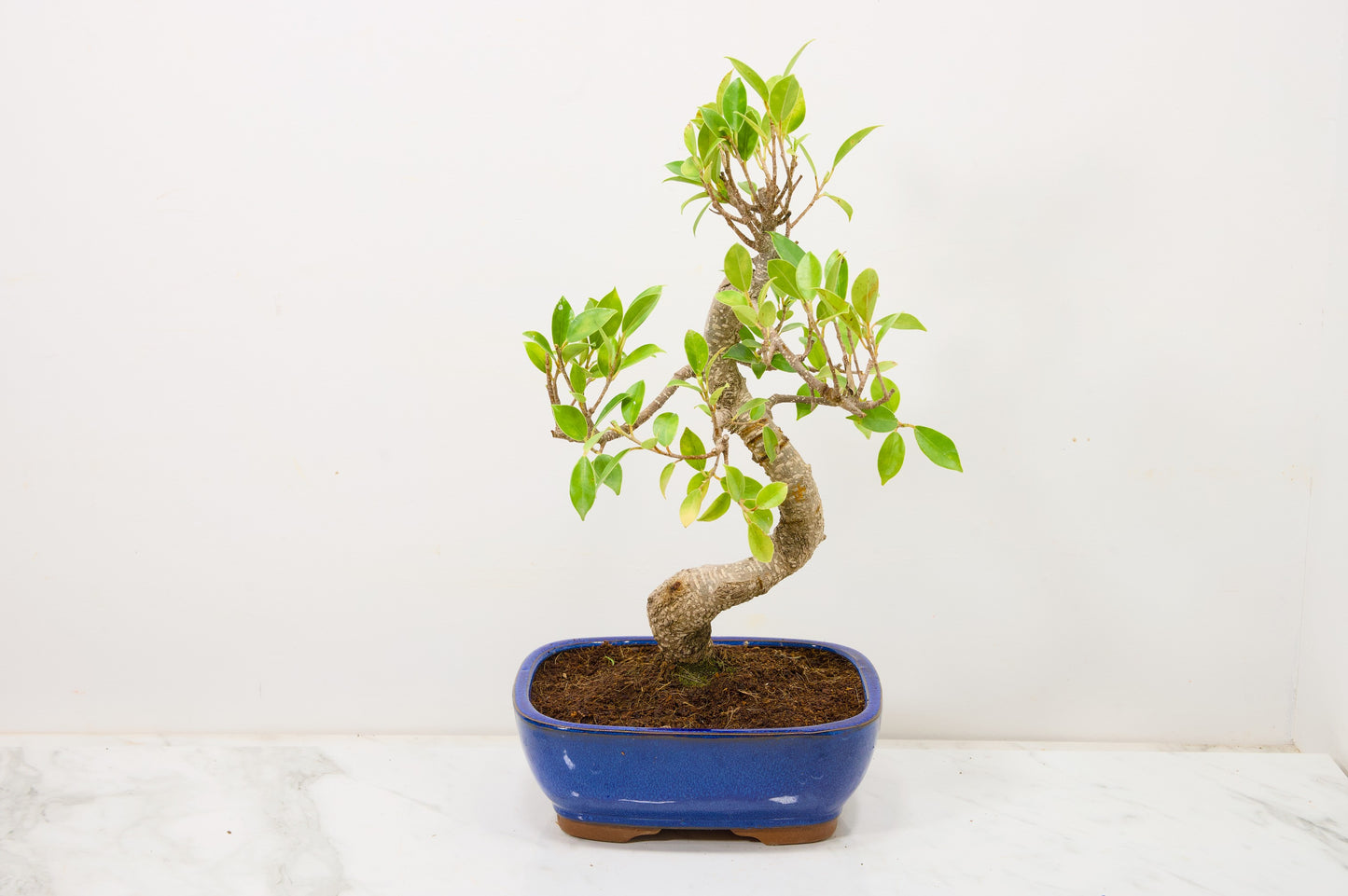 Banyan Fig Bonsai  S Trunk - 18cm Blue Ceramic Pot + Care Kit