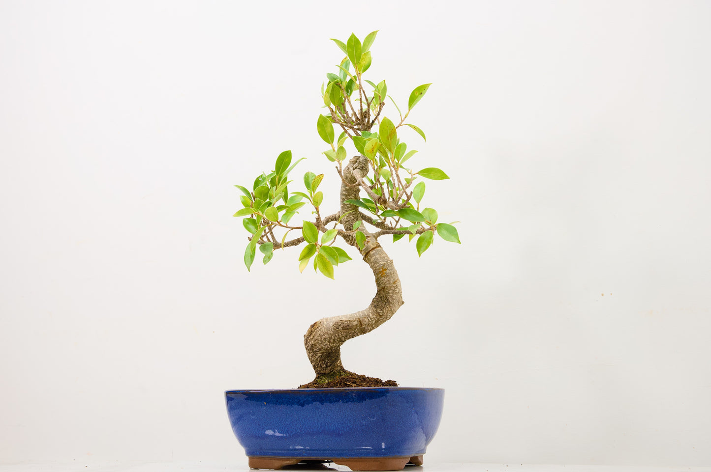 Banyan Fig Bonsai  S Trunk - 18cm Blue Ceramic Pot + Care Kit