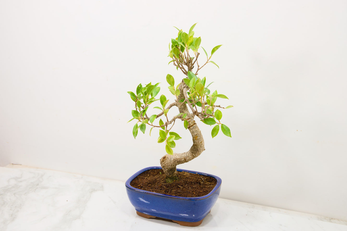 Banyan Fig Bonsai  S Trunk - 18cm Blue Ceramic Pot + Care Kit