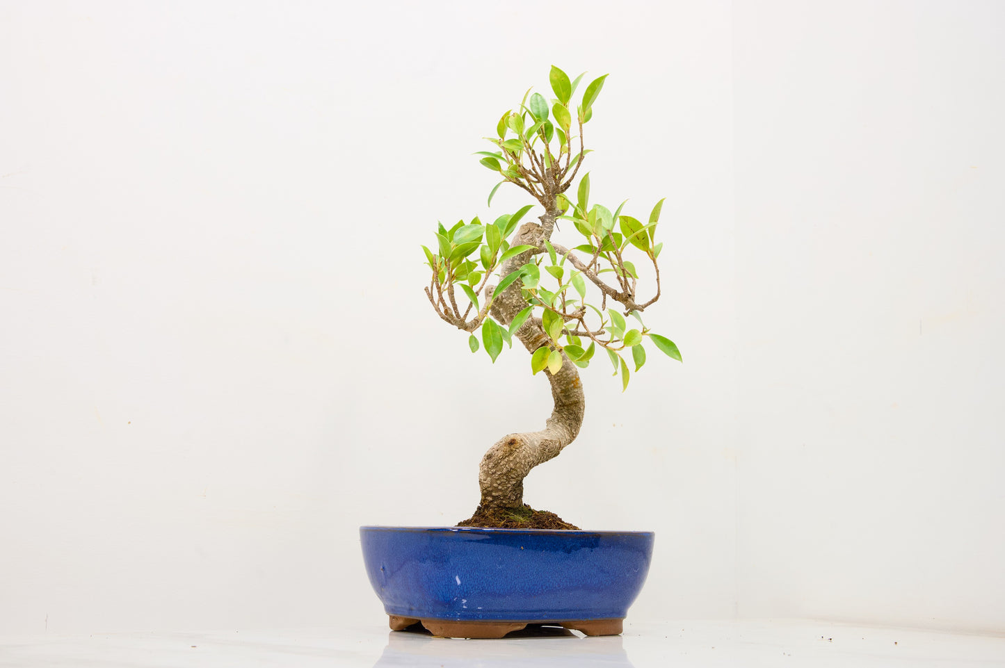 Banyan Fig Bonsai  S Trunk - 18cm Blue Ceramic Pot + Care Kit