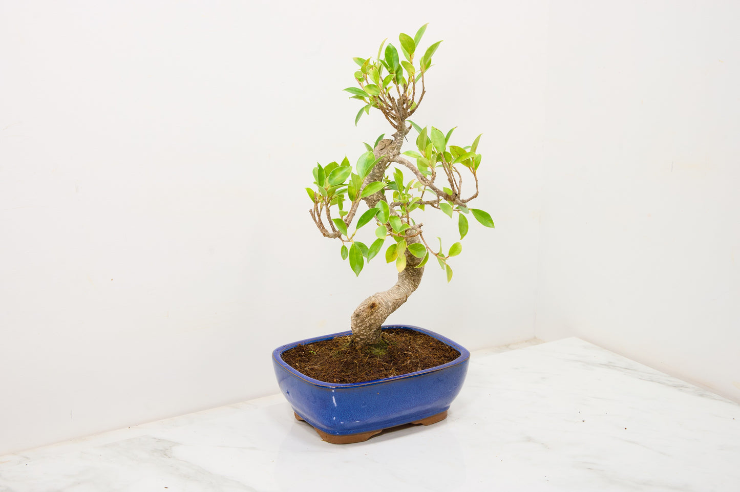 Banyan Fig Bonsai  S Trunk - 18cm Blue Ceramic Pot + Care Kit