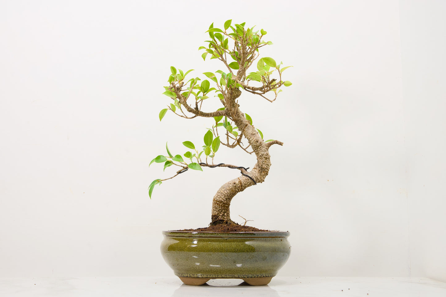 Banyan Fig Bonsai  S Trunk - 18cm Olive Green Ceramic Pot + Care Kit