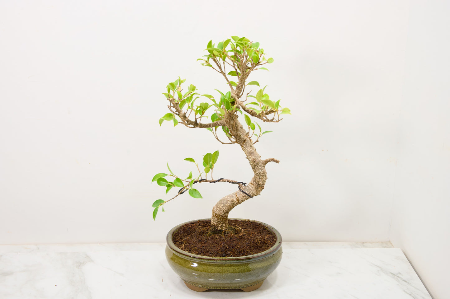 Banyan Fig Bonsai  S Trunk - 18cm Olive Green Ceramic Pot + Care Kit