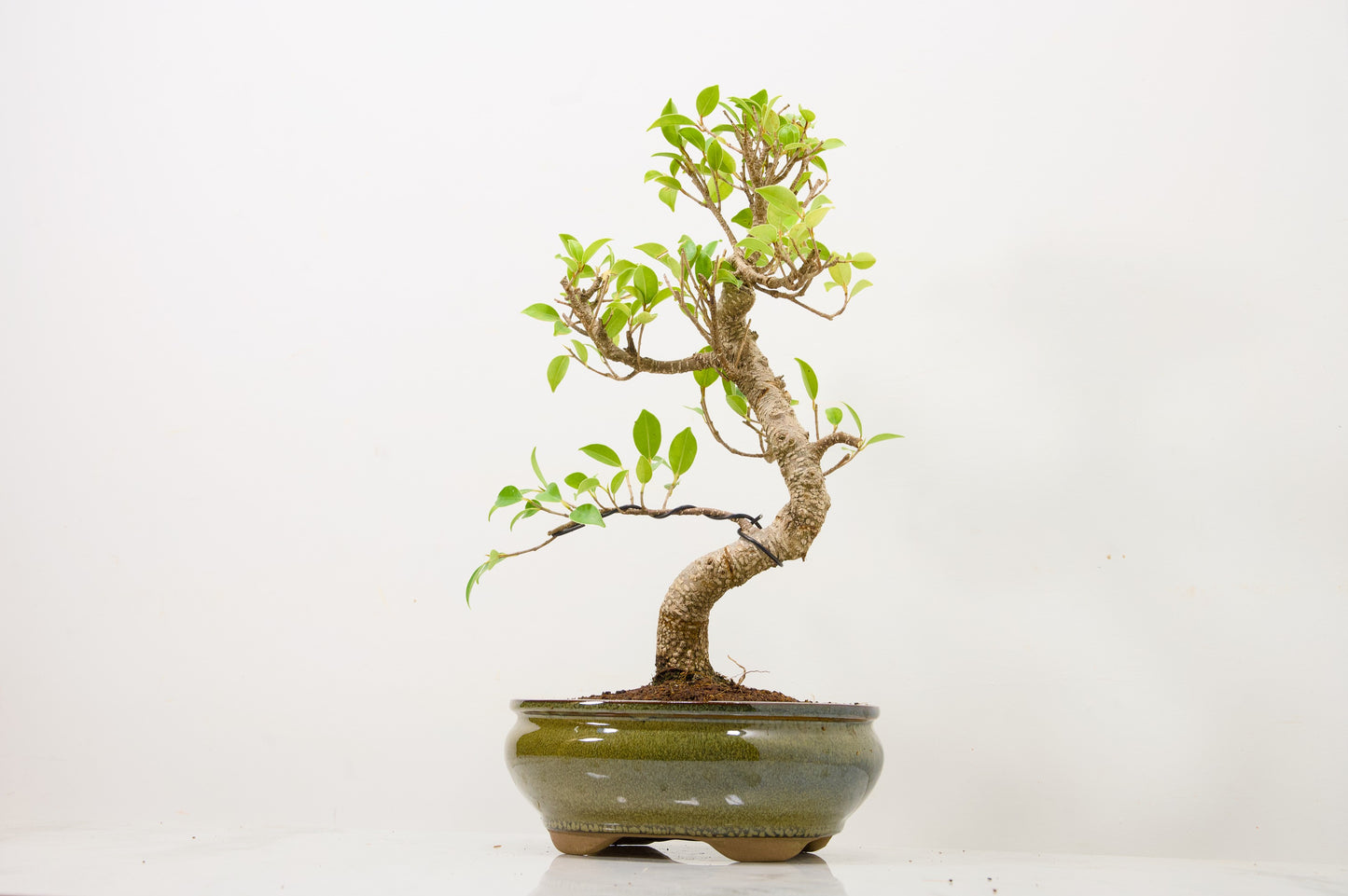 Banyan Fig Bonsai  S Trunk - 18cm Olive Green Ceramic Pot + Care Kit