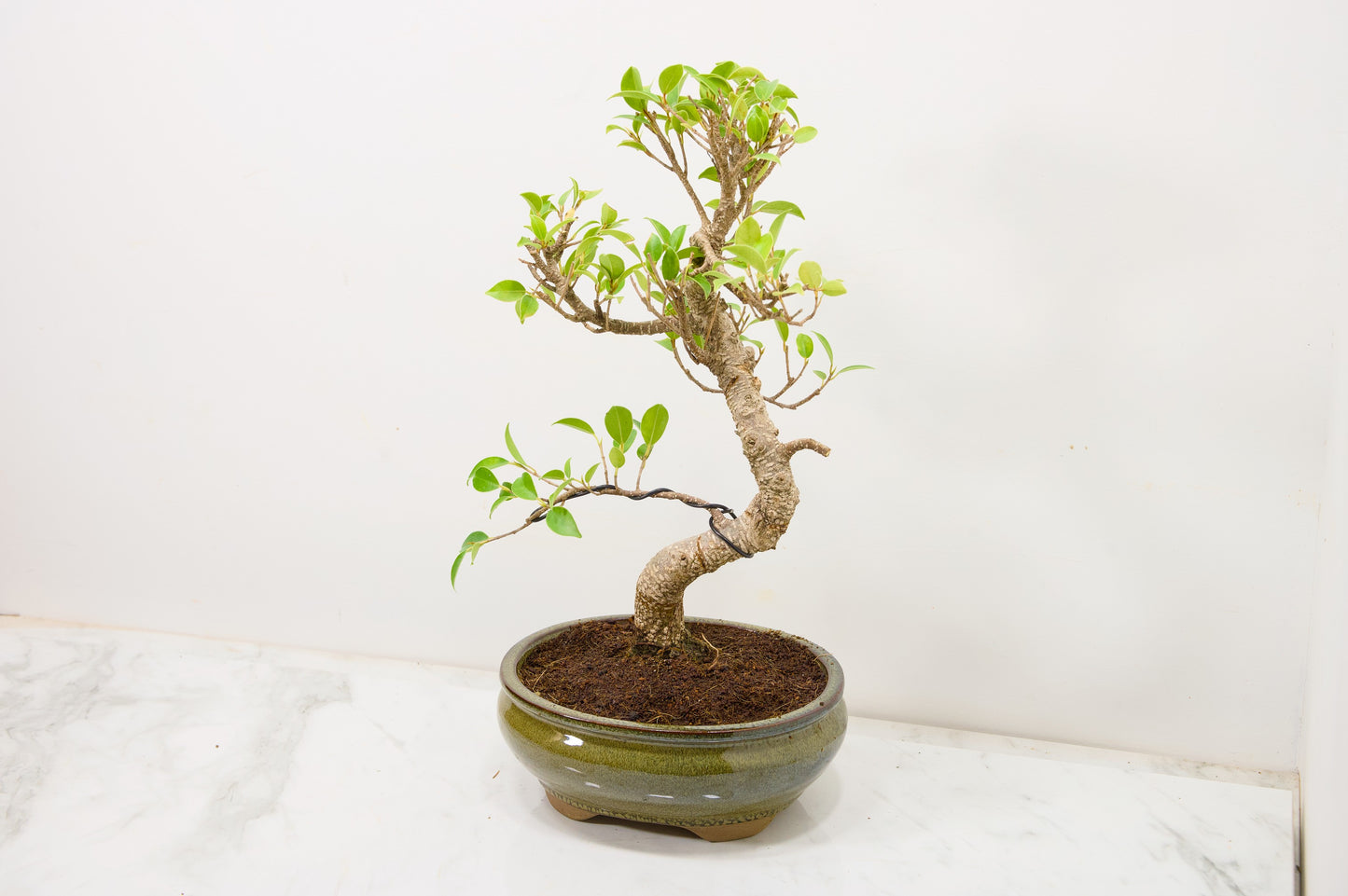 Banyan Fig Bonsai  S Trunk - 18cm Olive Green Ceramic Pot + Care Kit