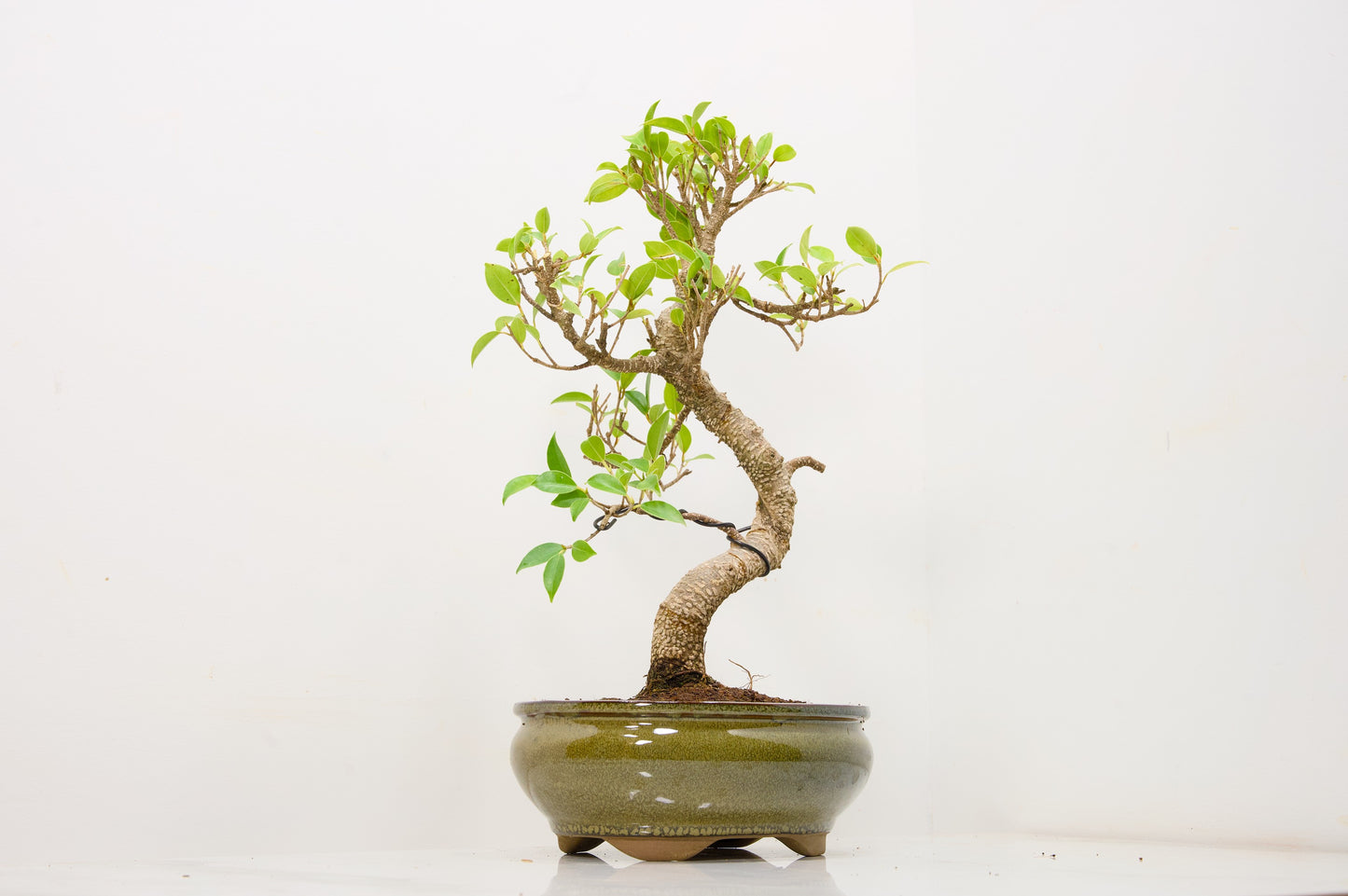 Banyan Fig Bonsai  S Trunk - 18cm Olive Green Ceramic Pot + Care Kit