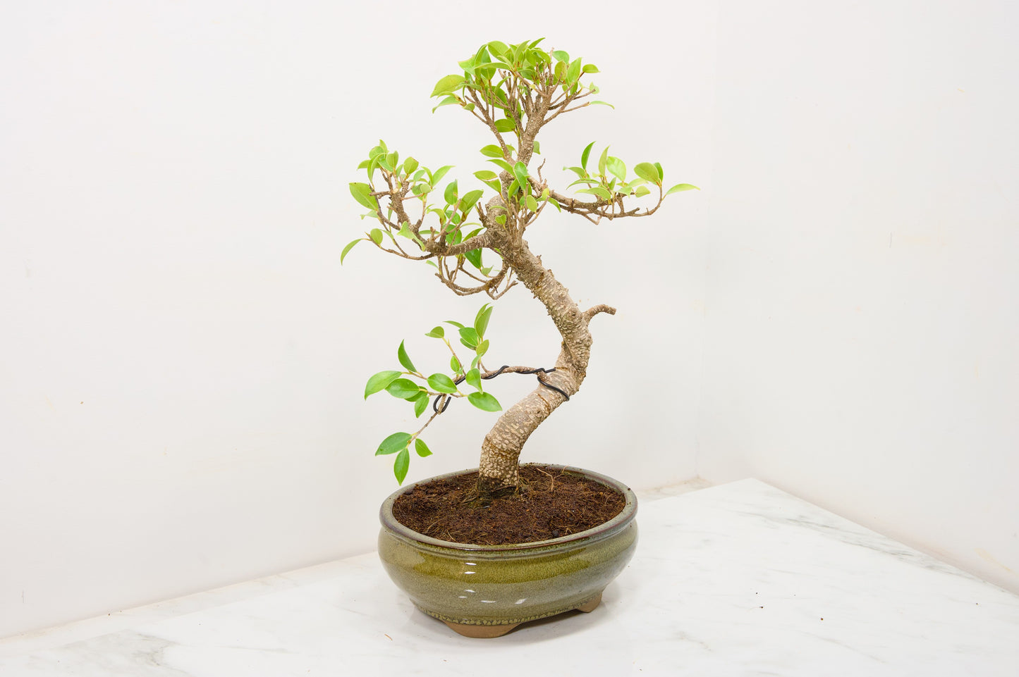 Banyan Fig Bonsai  S Trunk - 18cm Olive Green Ceramic Pot + Care Kit