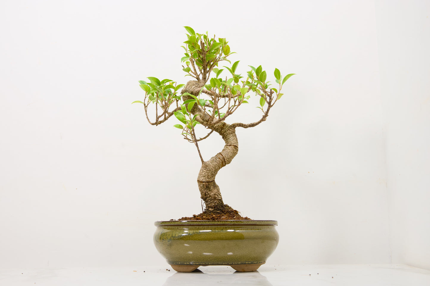 Banyan Fig Bonsai  S Trunk - 18cm Olive Green Ceramic Pot + Care Kit
