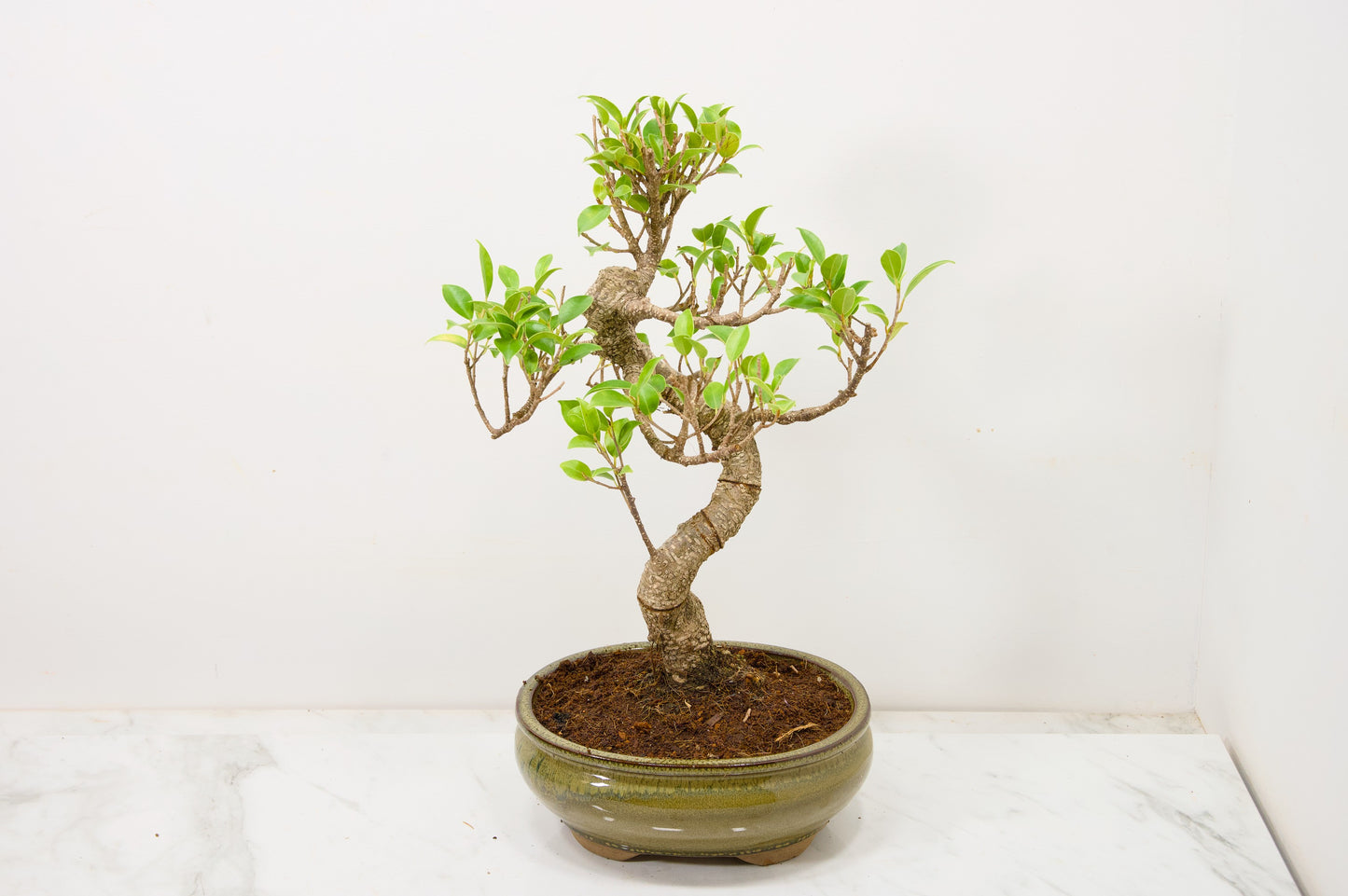 Banyan Fig Bonsai  S Trunk - 18cm Olive Green Ceramic Pot + Care Kit