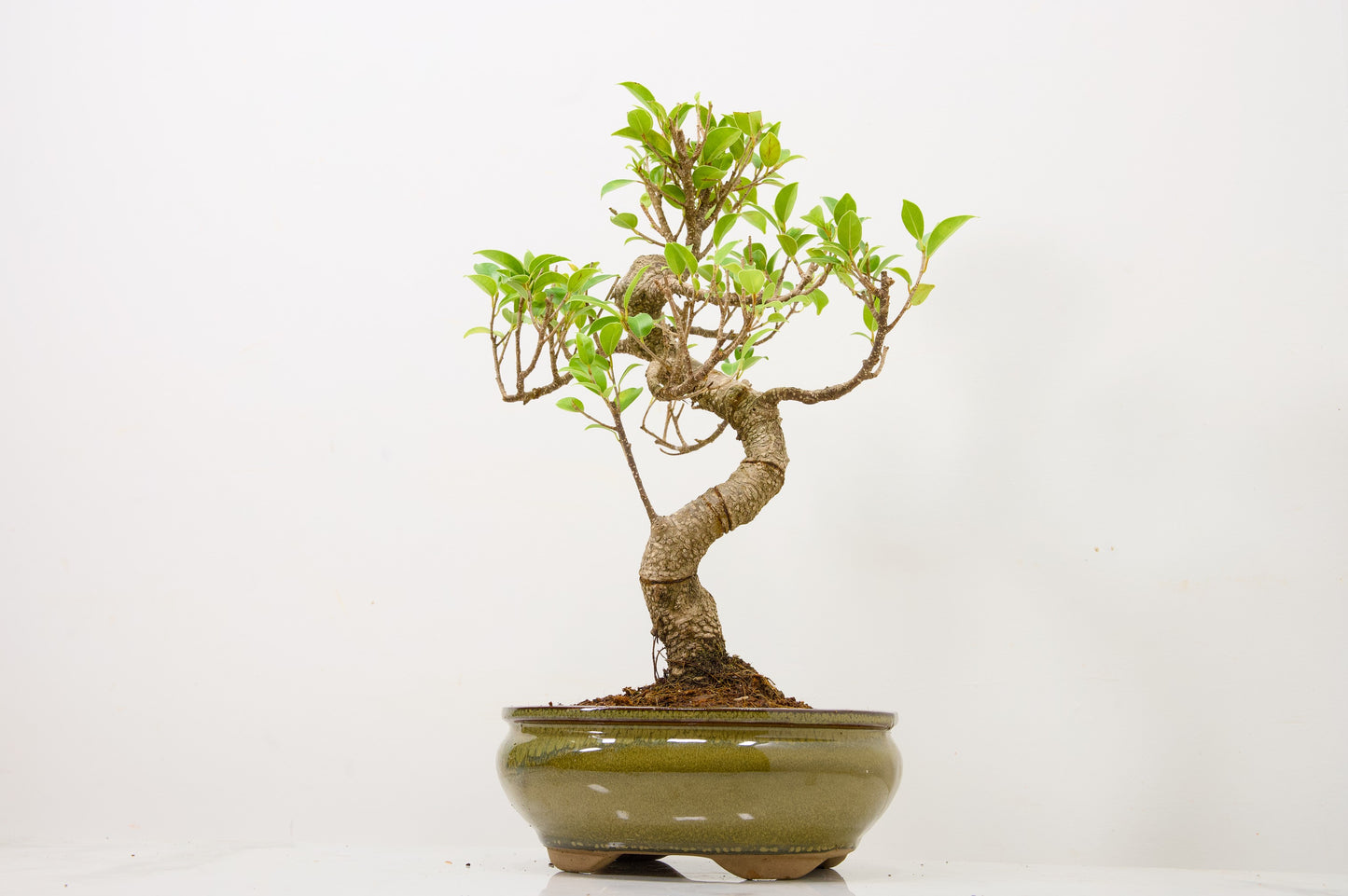 Banyan Fig Bonsai  S Trunk - 18cm Olive Green Ceramic Pot + Care Kit