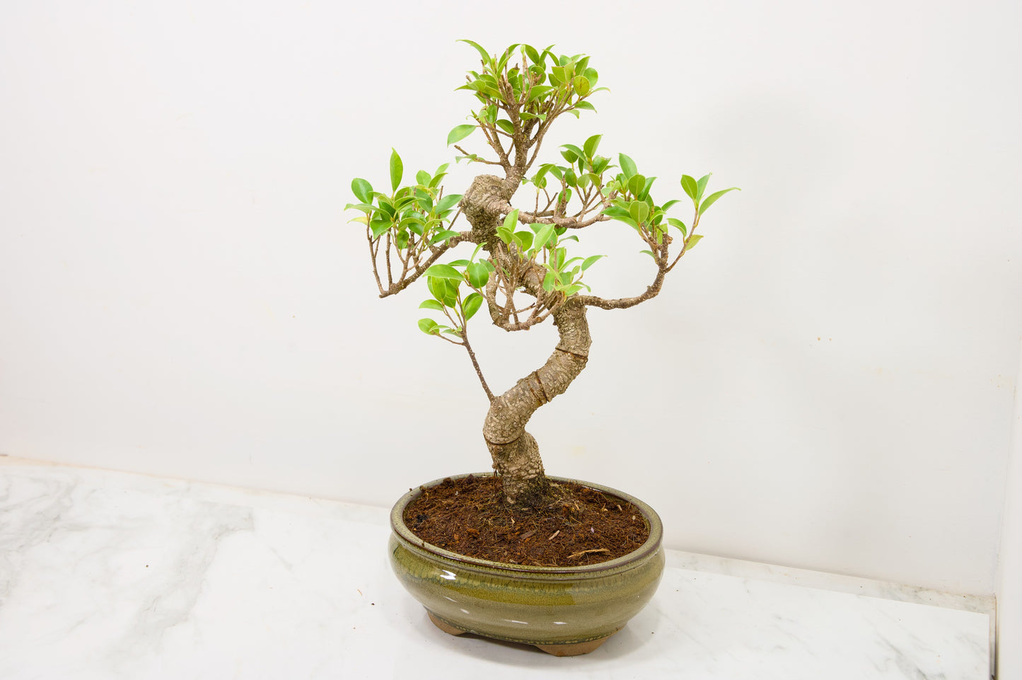 Banyan Fig Bonsai  S Trunk - 18cm Olive Green Ceramic Pot + Care Kit
