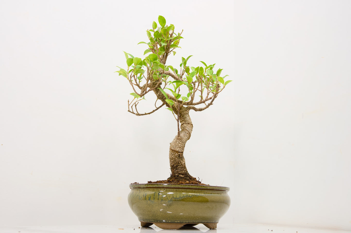 Banyan Fig Bonsai  S Trunk - 18cm Olive Green Ceramic Pot + Care Kit
