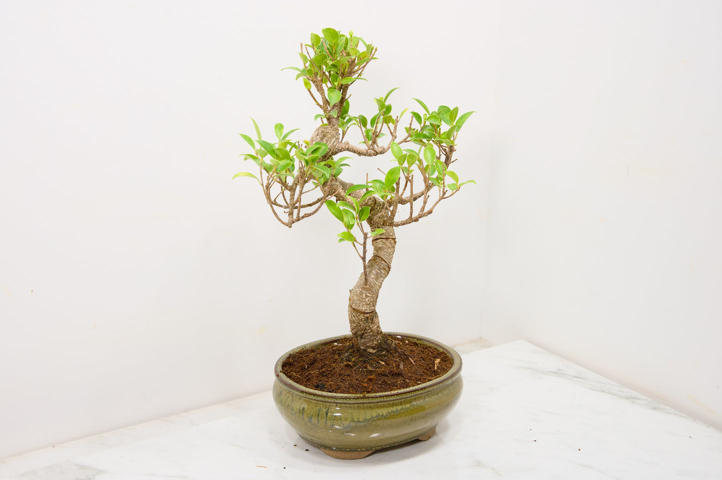 Banyan Fig Bonsai  S Trunk - 18cm Olive Green Ceramic Pot + Care Kit