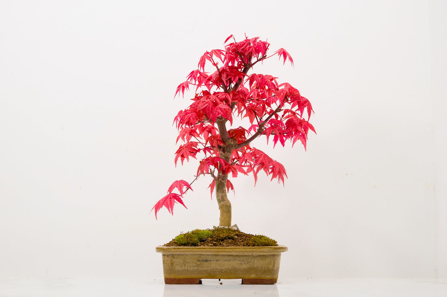Deshojo Japanese Maple Bonsai+ Care Kit